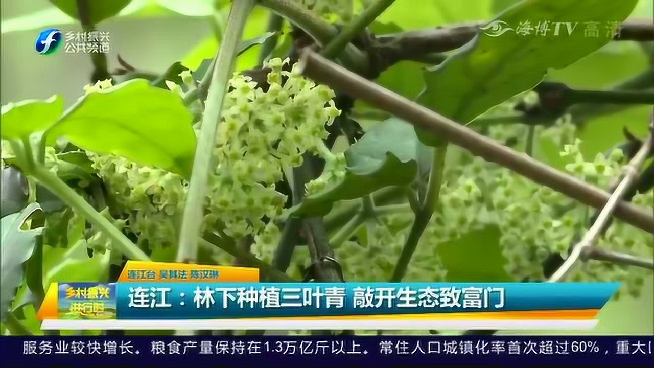 三叶青 植物 搜狗百科