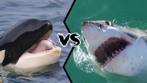 深海霸主pk,虎鲸对战虎鲨,到底谁才是海洋的"王者"?