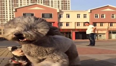 贵宾犬蛾 腾讯视频