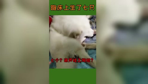 七只狗狗 腾讯视频