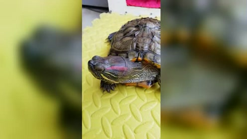 听懂人话害怕收破烂的小乌龟