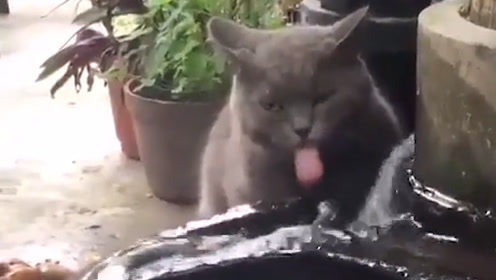 喵星人搞笑喝水猫猫爆笑 腾讯视频
