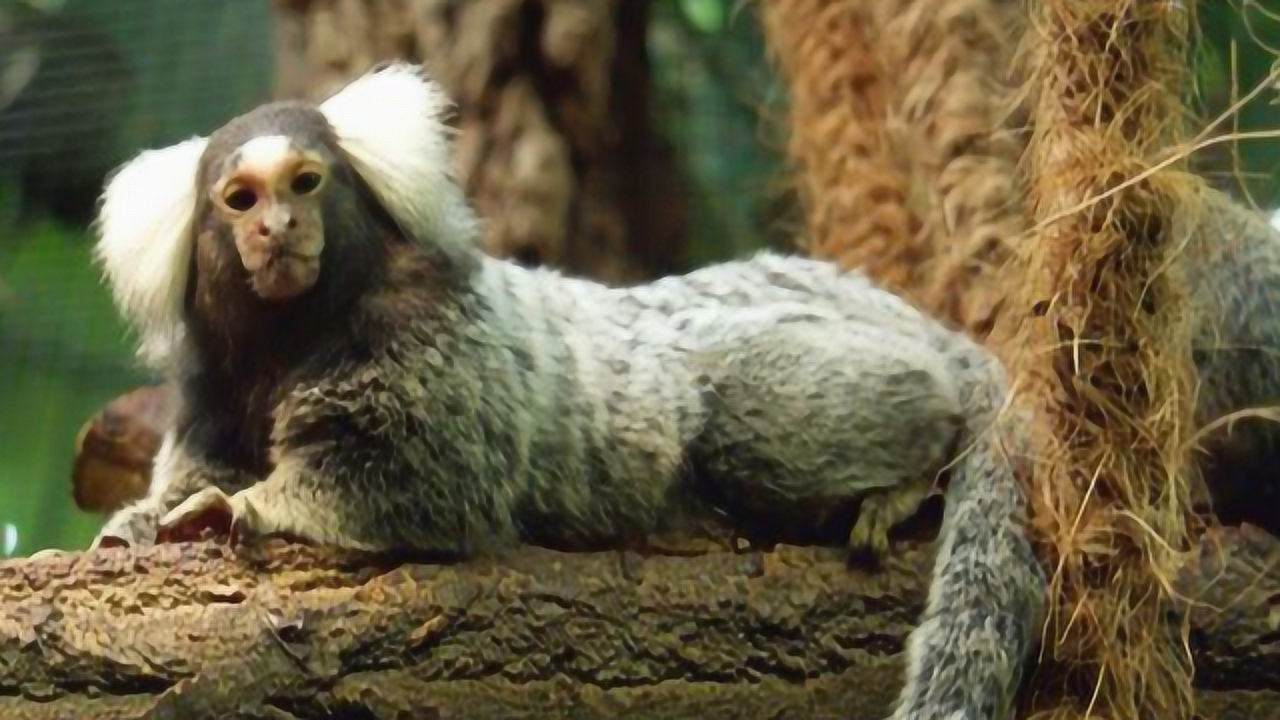 南美洲的狨,神似山海经里的"豹身人面兽",你会相信吗!