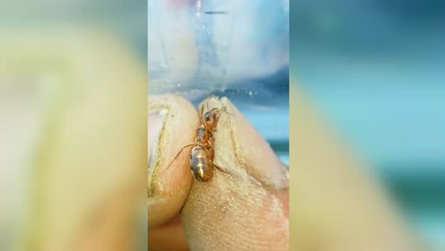 巨大蚁后 腾讯视频