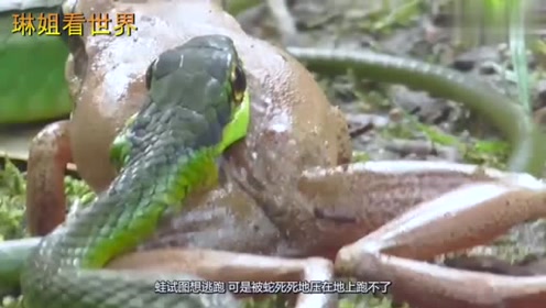 蛙啊 腾讯视频