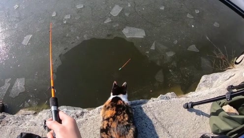 牛！发现一只会看鱼漂的猫