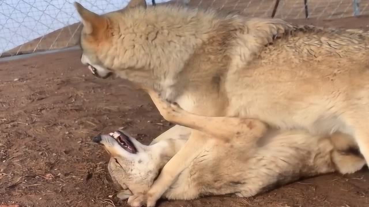 狼王霸占母狼为妻,草原狼为救出媳妇被狼王ko,母狼趁机逃跑