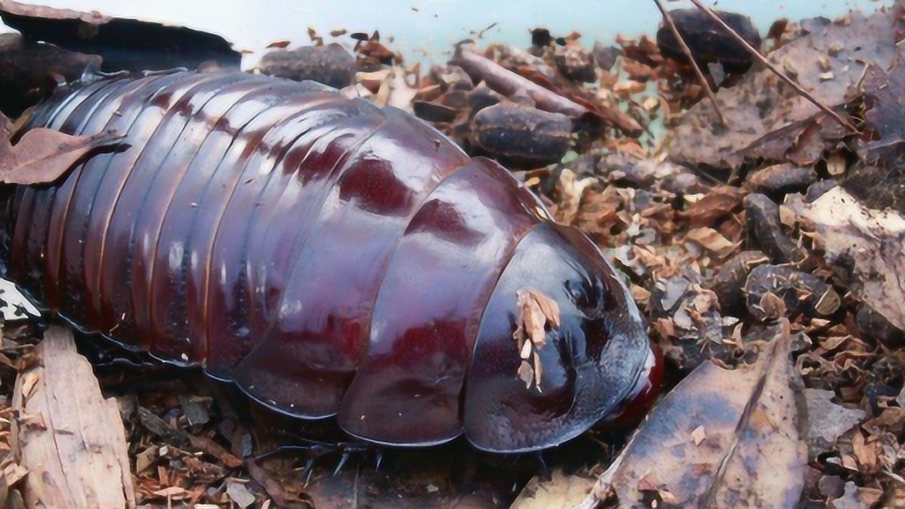 世界上最大的蟑螂,头掉了还能活9天,有人当宠物养!