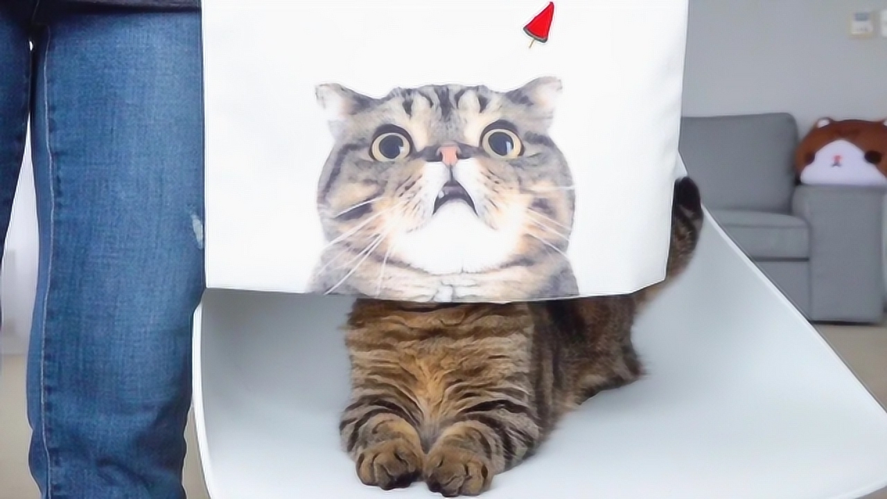 把lulu猫印到抱枕上,小猫能感觉的到吗?