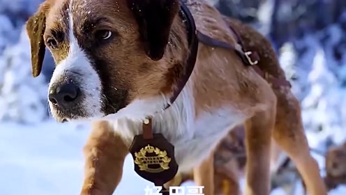 巴克和狗狗开启了新的旅程,真是太帅了