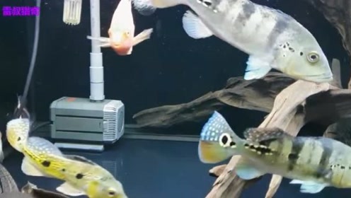 银龙石斑金鱼 腾讯视频