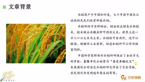 苏教版三年级语文上册18 小稻秧脱险记