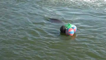 三个篮球当浮漂，瞬间被拖入水下，这塘里的鱼是有多大？