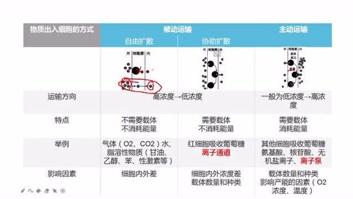 高中生物学必修一(第4章 细胞的物质输入和输出)3 物质跨膜运输的方式