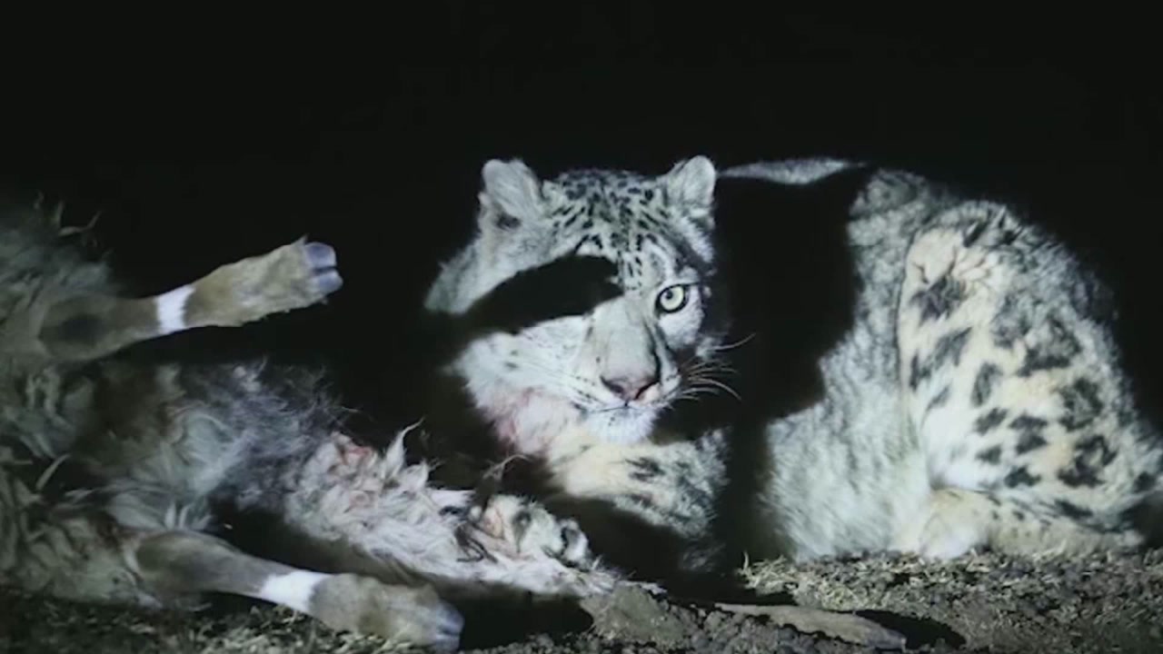 (电视通稿·国内·生态)三江源国家公园:雪豹闯入羊圈 一只羊"遭殃"