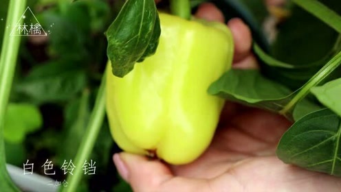 番茄采摘 腾讯视频