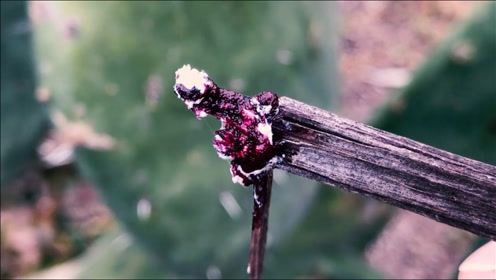 古代口红的原料 腾讯视频