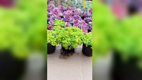 腾讯视频