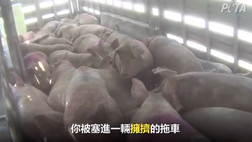假如你是养殖场里的小猪，这就是你的一生
