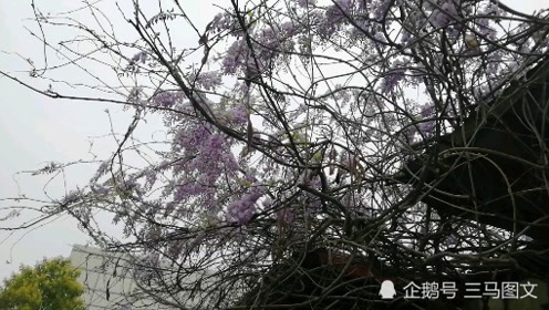 紫色的花额 腾讯视频