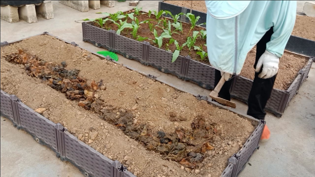 楼顶种菜:全家出动埋底肥,一口气埋了3箱,用的全是自制有机肥