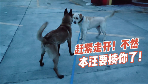超大型犬 腾讯视频