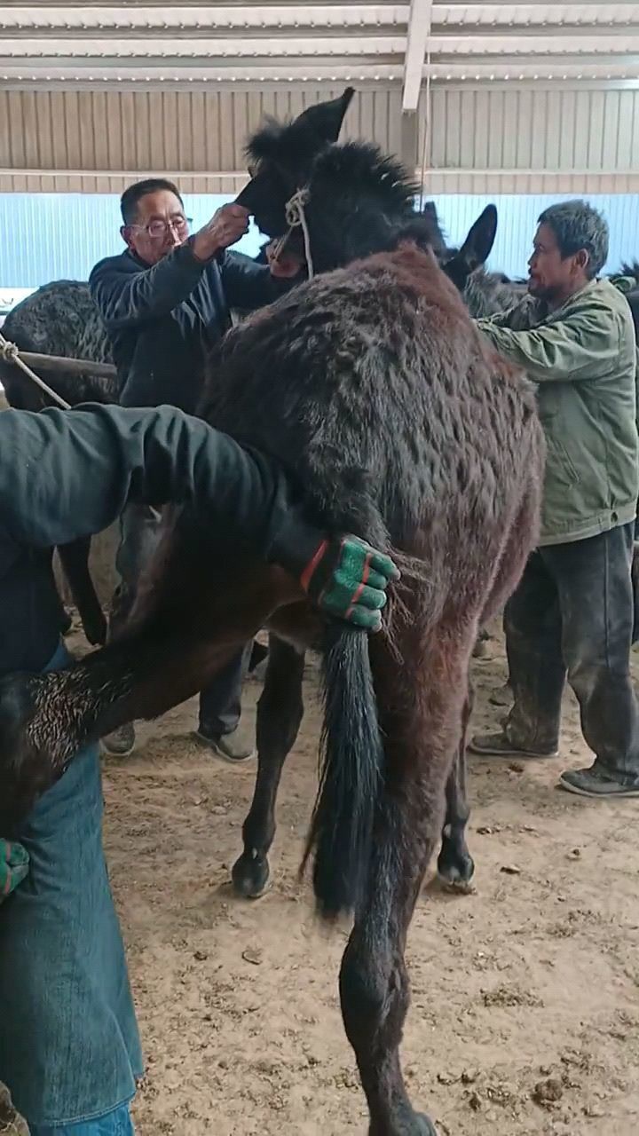 700斤的大黑驴来看看吧