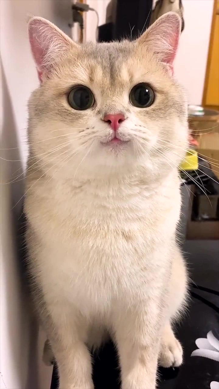 那我要笑一个%猫 %萌宠出道计划 %动物图鉴 %英国短毛猫 %猛男必看