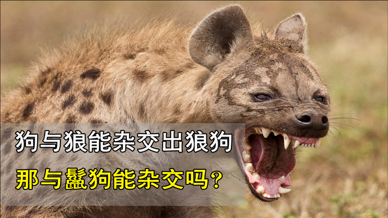狗与狼能杂交出狼狗,要是碰上鬣狗,会生下什么呢?