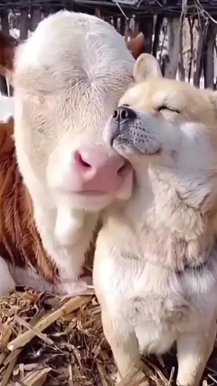狗子把头贴在牛脸上,这一脸享受的表情,有点羡慕!