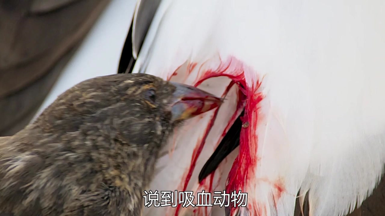 吸血地雀 裸鼻雀科地雀属动物 搜狗百科