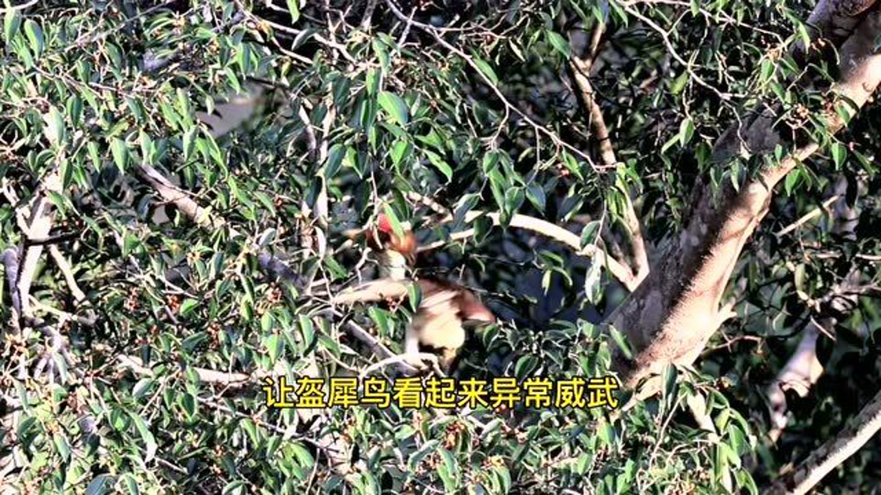 盔犀鸟(犀鸟科无盔犀鸟属动物)_搜狗百科