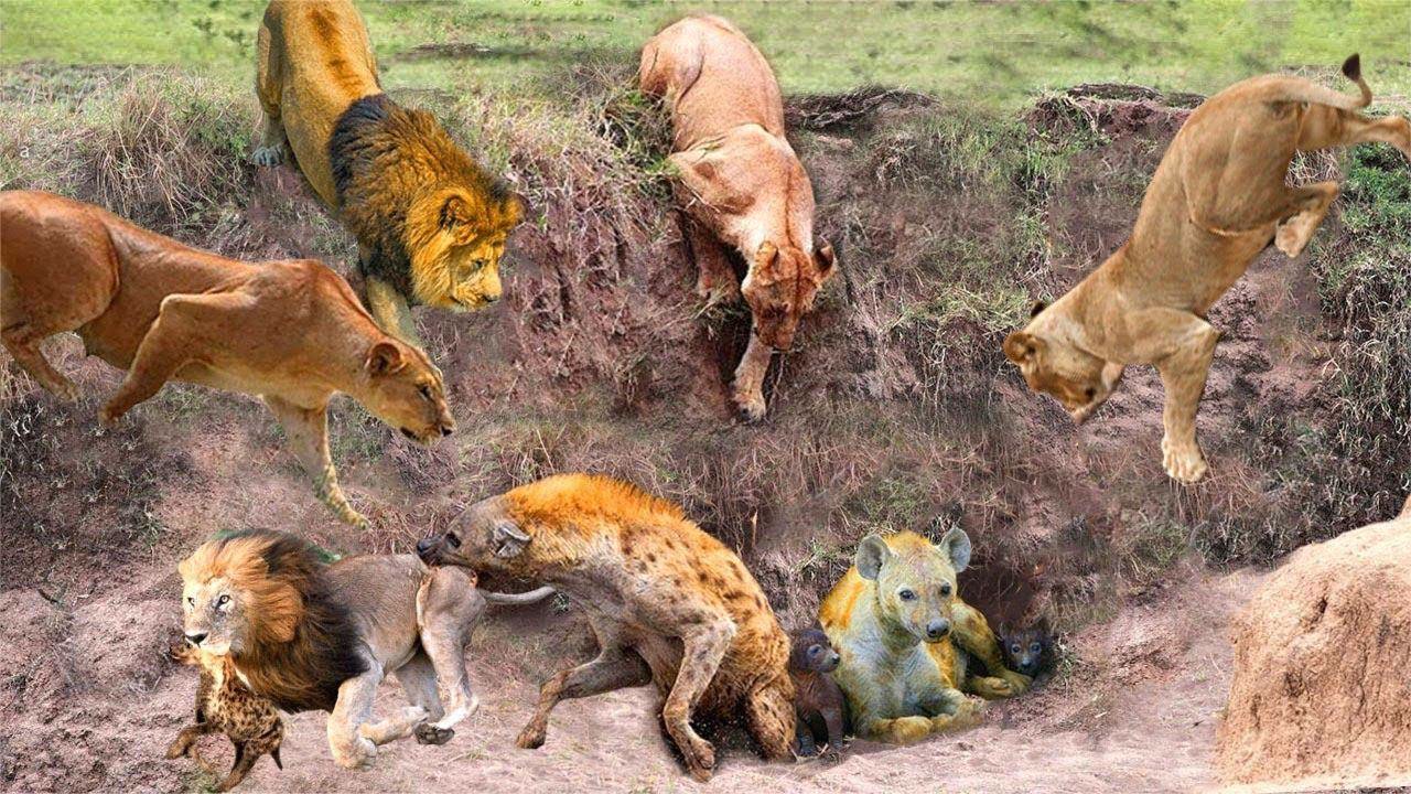 鬣狗大战狮子,鬣狗野蛮的攻击