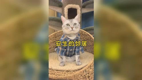 [图]在门口捡到一只小肥猫