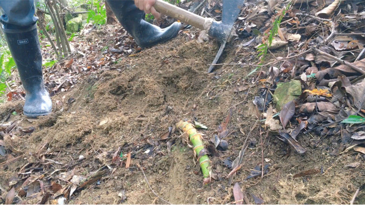 挖冬笋要找这样的竹鞭,很容易找到冬笋,是种技巧