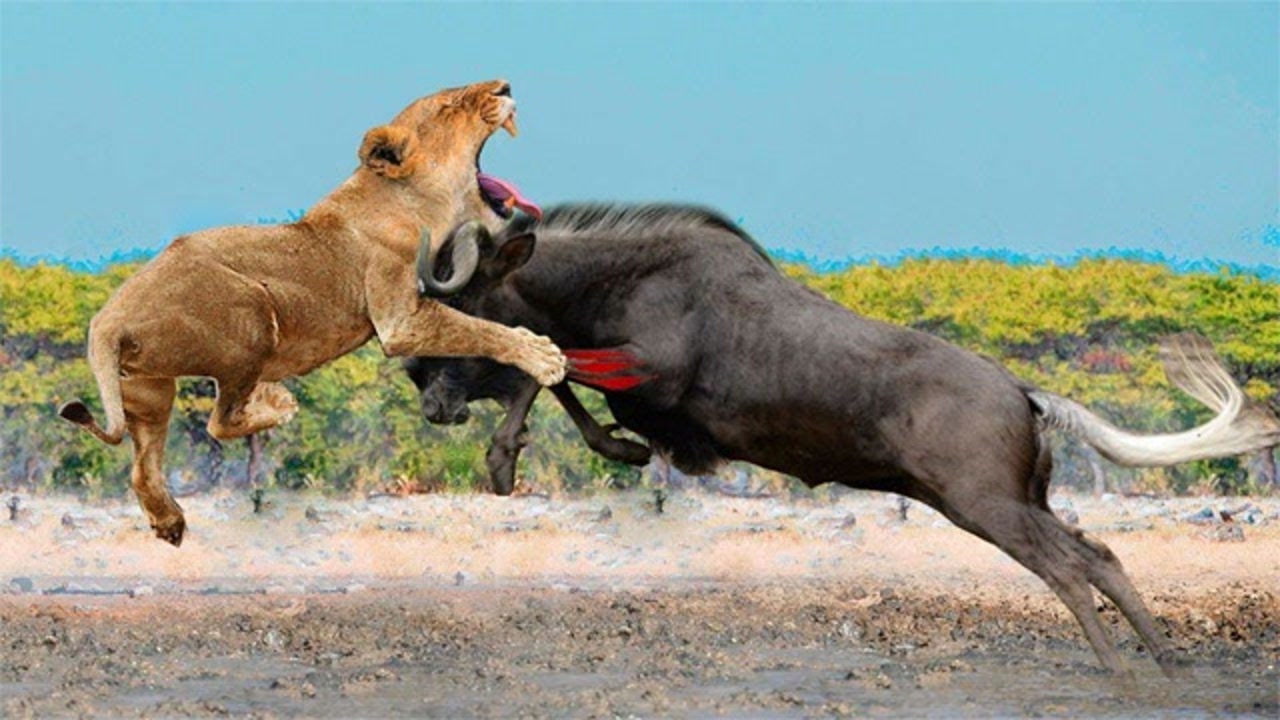 狮子太小瞧水牛了,被水牛疯狂反击