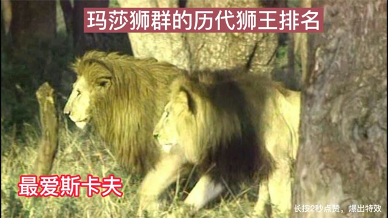 玛莎狮群介绍,萨沙,2020(第16页)_大山谷图库