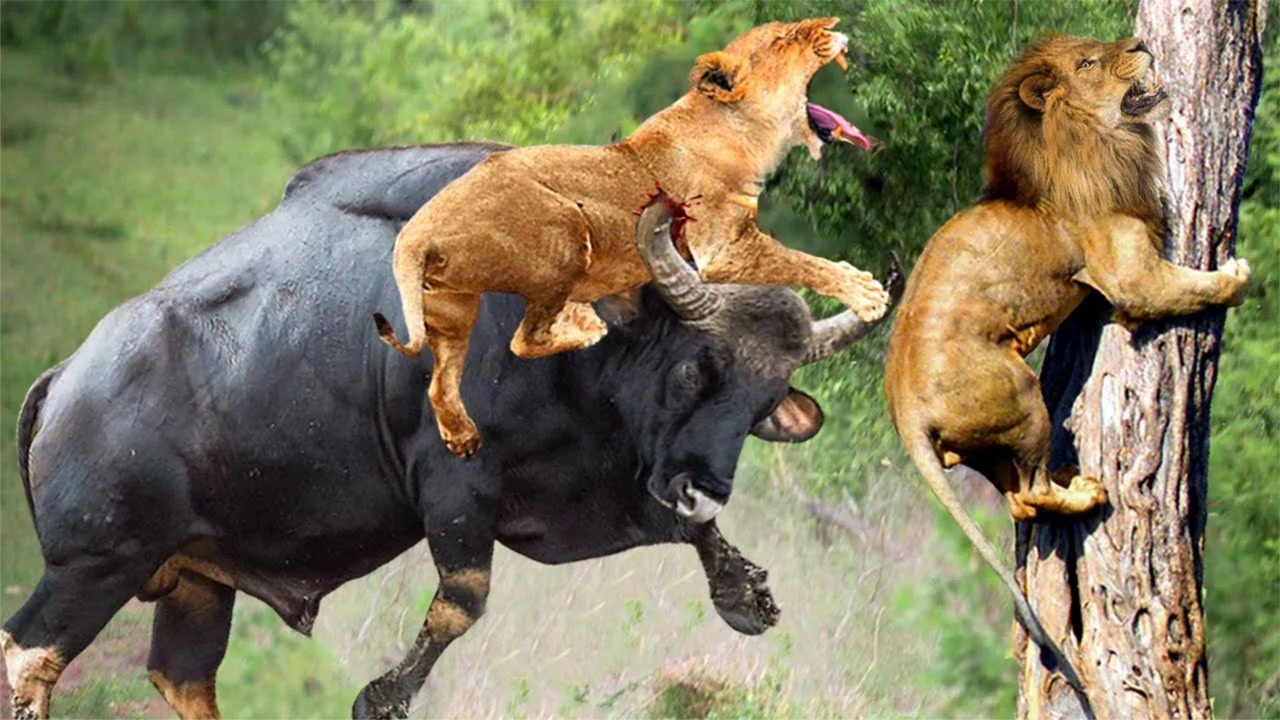 猎豹vs狮子,极其罕见的精彩视频,猎豹和狮子打起来了!精彩