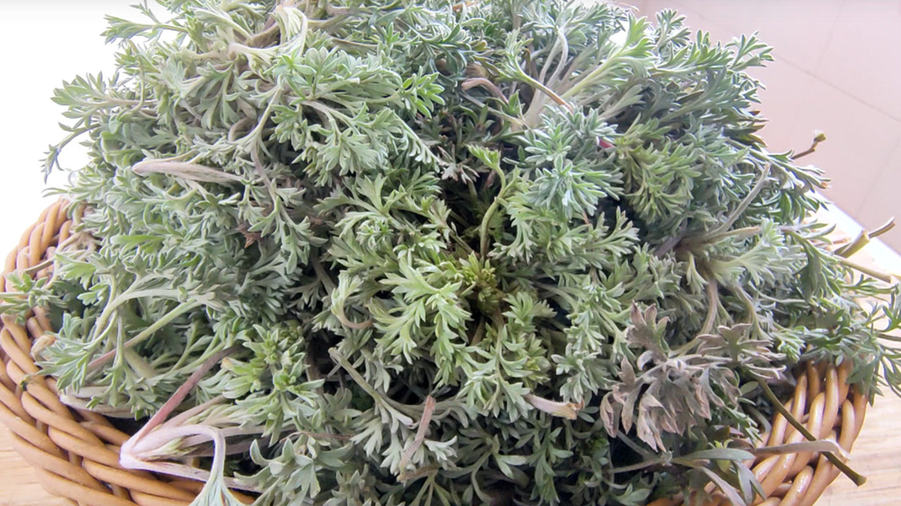 "正月茵陈二月蒿,三月只能当柴烧",春天野菜白蒿最好吃的做法,每年我