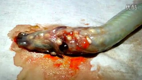实拍泥鳅里面的寄生虫
