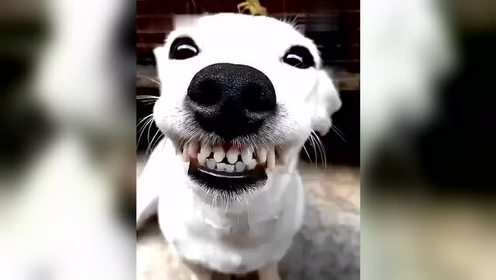 狗狗头上飞上了个蚂蚱,结果狗狗呲牙咧嘴的