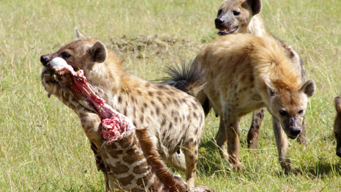 顶级猎食者非洲二哥鬣狗,在女王的带领下猎捕角马壮观场面二