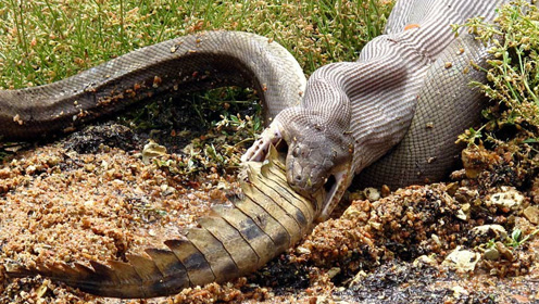 惊悚一幕,巨蟒活吞巨型鳄鱼