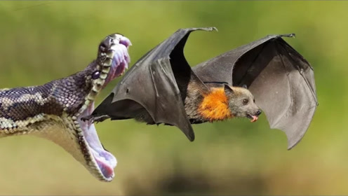 大蛇捕食蝙蝠,看看这只蝙蝠能否蛇口脱险?
