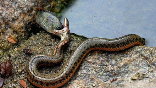 实拍水蛇岸边吃鱼,技术高超太逆天了!