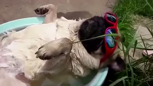 这大概就是传说中的狗仙吧!