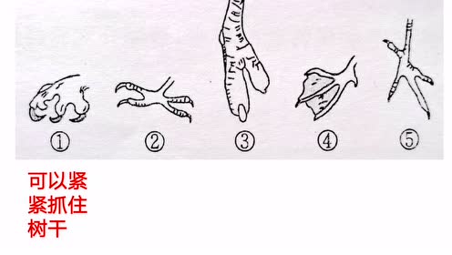 不同形态的鸟足