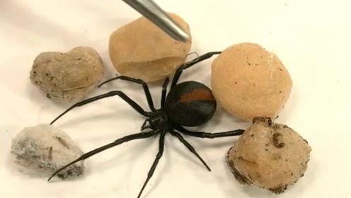 精彩实拍:剖开蜘蛛卵囊,看到了惊人的一幕