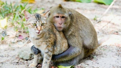 猴子与猫的决斗 直接让你笑喷!