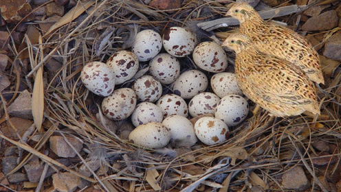 2个男孩上山搞野味,一个下午连获了几窝鹌鹑带蛋,开心极了